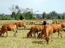 Hàng xóm đâm nhau.... vì trâu bò