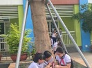 Chống cây đổ bằng khung sắt có phải là giải pháp tốt?