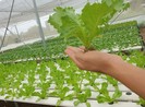 Những thực phẩm quen thuộc giúp tăng cường trí não