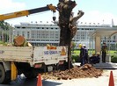 Công ty Cây xanh phản hồi việc đốn cây 199 ở Dinh Độc Lập
