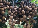 Ăn nhãn có thể giúp giảm cân?