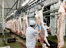 Giá heo hơi 'nhảy múa' liên tục, vọt lên 63.000 đồng/kg