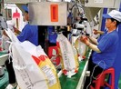 Trung Quốc, Philippines tăng mua gạo Việt với giá cao