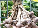Có nên sử dụng tỏi để tăng sức đề kháng chống dịch COVID-19?