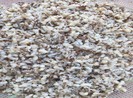 Cẩn trọng khi ăn đặc sản trứng kiến