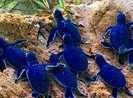 Bảo vệ nghiêm ngặt đưa 45 chú rùa tí hon về đại dương