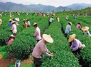 Đài Loan tiếp nhận lao động ngành nông nghiệp từ đầu năm nay