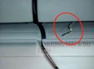 Rắn xuất hiện trên chuyến bay TP.HCM đi Hà Nội