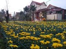 Hồi sinh nơi rốn lũ Hàm Ninh