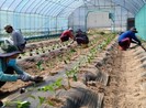 Hàn Quốc cho phép lao động hết hạn hợp đồng làm việc thời vụ