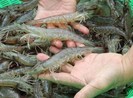 Phát hiện cơ sở nghi sản xuất giả thuốc nuôi trồng thủy sản