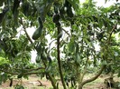 Đại gia Thái Lan muốn đưa trái bơ 034 sang Singapore