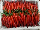 Vì sao giá ớt hiểm tăng đột biến lên 200.000 đồng/kg?