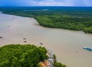 TP.HCM: Qua kiểm đếm, thiếu 341 cây sao đen, xà cừ, lim xẹt...