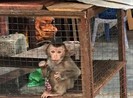 TP.HCM chỉ đạo tăng cường quản lý động vật hoang dã