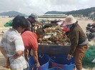Lũ tràn về bất ngờ, 'thủ phủ' tôm hùm ở Phú Yên điêu đứng