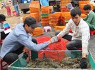 Tôm hùm khan hiếm, giá cao kỷ lục