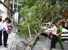 Cây xanh bật gốc đè taxi giữa trung tâm