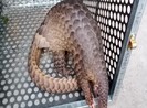 Bàn giao cá thể tê tê, khỉ, mèo rừng quý hiếm về khu bảo tồn