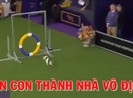 Phấn khích xem cún con thành nhà vô địch vượt chướng ngại vật