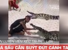 HLV xiếc Thái Lan bị cá sấu cắn suýt đứt cánh tay