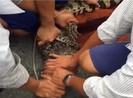 Mưa ngập lụt, dân Cà Mau bắt được hai con cá sấu sổng chuồng