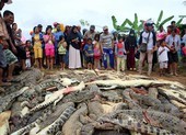 Dân làng giết sạch 292 con cá sấu để trả thù cho 1 mạng người