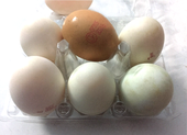 Trứng gà và trứng vịt, loại nào bổ dưỡng hơn?