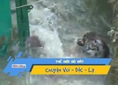 Hổ chết đuối sau khi rơi xuống sông và giải cứu bất thành