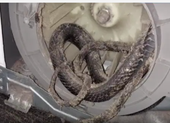 Ớn lạnh phát hiện rắn nằm trong máy sấy quần áo