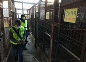 Hàn Quốc đóng cửa khu lò mổ chó lớn nhất nước