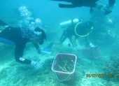 Bà Rịa-Vũng Tàu: Phục hồi thành công san hô khu Ramsar Côn Đảo