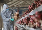 Trung Quốc liên tiếp phát hiện 2 ổ dịch cúm A/H5N6