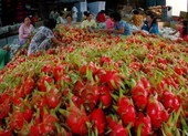 Dân Trung Quốc không dám đi chợ, thanh long Việt lao đao