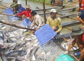 Nhiều lô cá da trơn sang Campuchia không được thông quan
