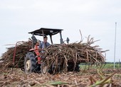 Trả lại công bằng cho ngành mía đường Việt