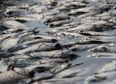 Bình Dương: Công viên Thanh Lễ xả hàng tạ cá chết ra kênh