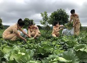 Hơn 10 tấn rau củ từ CSGT Đắk Nông hỗ trợ người dân TP.HCM