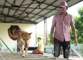 Chú chó Nhật Shiba đóng cậu Vàng trong Lão Hạc gây tranh cãi