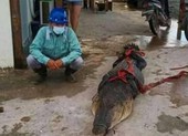 Công nhân Trung Quốc đối mặt 5 năm tù vì giết và ăn thịt cá sấu ở Indonesia 