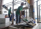 Tiểu thương ngại vào cảng cá Thọ Quang vì phí xét nghiệm cao