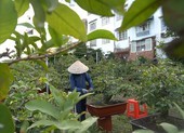 Nghệ nhân bật mí bí kíp cho mai nở đúng dịp tết