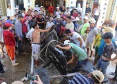 Cá voi hơn 1 tấn dạt vào bờ biển Nha Trang
