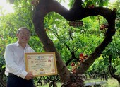 Độc đáo vườn cây Sa La kỷ lục Việt Nam tại Ninh Thuận