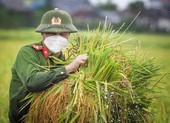 Chiến sĩ công an Yên Dũng giúp người dân bị cách ly gặt lúa