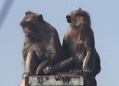 Quận 12: Kiểm lâm lên phương án bắn thuốc mê đàn khỉ ‘đại náo’