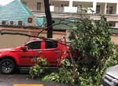 Cây xanh tét nhánh rơi trúng ô tô trong mưa lớn ở quận 1