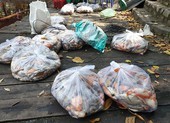 Hàng tấn cá chết trong Công viên Hoàng Văn Thụ