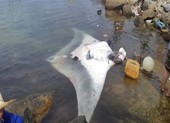 Ngư dân Lý Sơn lại bắt được cá đuối ‘khủng’ 600 kg