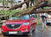 TP.HCM: Mưa to gió lớn, cây đổ đè trúng ô tô, người